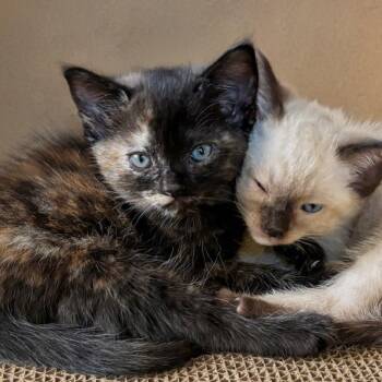 Debpurrah Vance -  Domestic Short Hair Cat for Adoption in Westminster, California - Debpurrah Vance | PetCurious