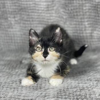 Domestic Short Hair Cats Available for Adoption in Social Circle, Georgia - Bubble Wrap - Andrea Foster | PetCurious