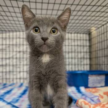 Rescue Domestic Short Hair and Russian Blue Cats for Adoption in Milford, Iowa - Peggy Schuyler | PetCurious