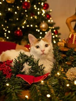 Rescue Domestic Short Hair Cats for Adoption in San Tan Valley, Arizona - Mary | PetCurious