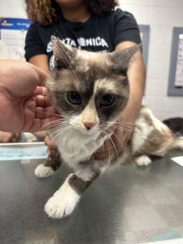 Princess (Calico Pt) -  Siamese Cat for Adoption in Ontario, California - Princess (Calico Pt) | PetCurious