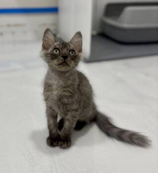 Mint -  Domestic Long Hair Cat for Adoption in Nashville, Tennessee - Mint | PetCurious