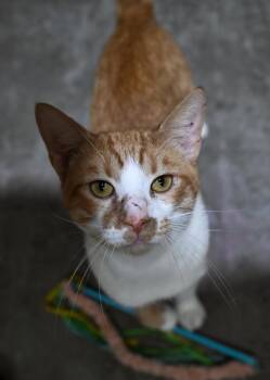 Ozzy -  Domestic Short Hair Cat for Adoption in Saint James City, Florida - Ozzy | PetCurious