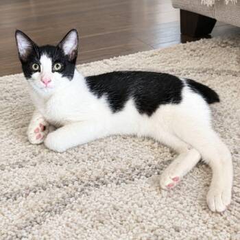 Benjamin -  Domestic Short Hair Cat for Adoption in Foley, Alabama - Benjamin | PetCurious