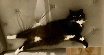 Domestic Short Hair and Manx Cats Available for Adoption in Oviedo, Florida - Seymour | PetCurious
