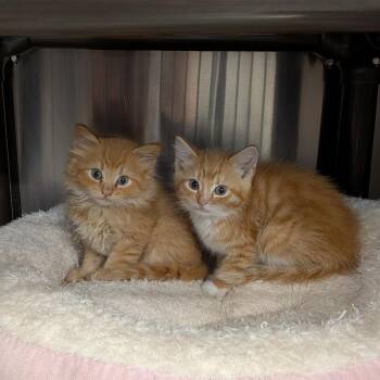 Dylan -  Domestic Short Hair Cat for Adoption in Falls Church, Virginia - Dylan | PetCurious