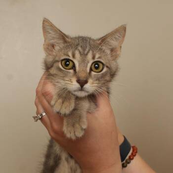 Honey Pot C70998 -  American Shorthair Cat for Adoption in Minnetonka, Minnesota - Honey Pot C70998 | PetCurious
