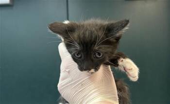 Domestic Short Hair Cats Available for Adoption in Thousand Palms, California - A1912822 | PetCurious