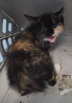 Fb-3 -  Domestic Short Hair Cat Available for Adoption in Lawrenceville, Georgia - Fb-3 | PetCurious