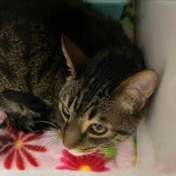 Tabby Cats Available for Adoption in Green Valley, Arizona - Kono | PetCurious