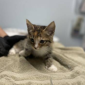 Mango Habanero -  Domestic Short Hair Cat for Adoption in Riverside, California - Mango Habanero | PetCurious