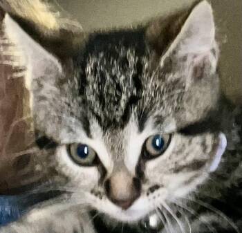 SEQUOIA -  Tabby and Domestic Short Hair Cat for Adoption in Minesing, Ontario - SEQUOIA | PetCurious