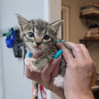 Eddie -  Domestic Short Hair Cat for Adoption in Buellton, California - Eddie | PetCurious