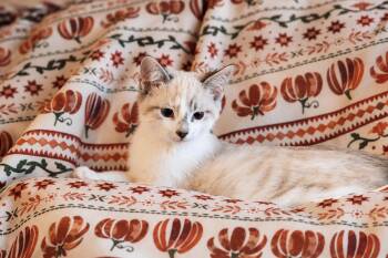 Pettie -  Siamese Cat for Adoption in Broomall, Pennsylvania - Pettie | PetCurious