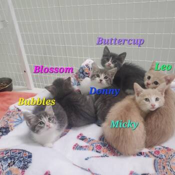 Micky -  Domestic Short Hair Cat for Adoption in Diamond Springs, California - Micky | PetCurious