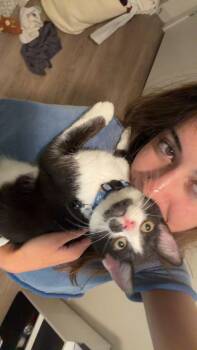 Rowan -  Domestic Short Hair Cat for Adoption in Tampa, Florida - Rowan | PetCurious