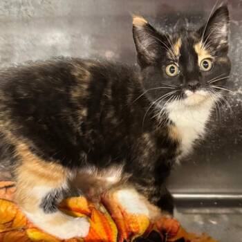 NACHO -  Domestic Short Hair Cat for Adoption in Gresham, Wisconsin - NACHO | PetCurious