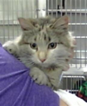 Domestic Medium Hair Cats Available for Adoption - LILY | PetCurious