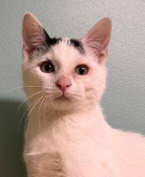 Gerald -  Domestic Short Hair Cat for Adoption in Amery, Wisconsin - Gerald | PetCurious