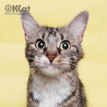 Mia -  Domestic Long Hair Cat for Adoption in Crescent, Oklahoma - Mia | PetCurious