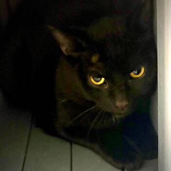Suite Siblings: Cody (16939) -  Domestic Short Hair Cat for Adoption in Washington, District Of Columbia - Suite Siblings: Cody (16939) | PetCurious