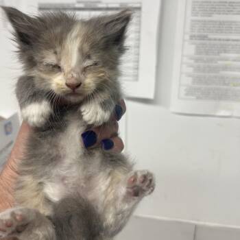 Domestic Short Hair Cats Available for Adoption in St. Louis, Missouri - Cocoa | PetCurious