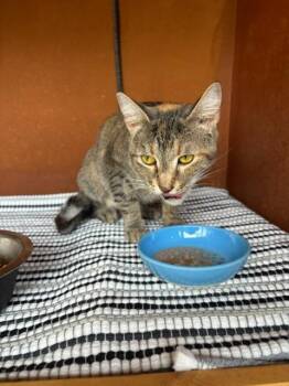 Princess Pickles -  Domestic Short Hair Cat for Adoption in Rossville, Georgia - Princess Pickles | PetCurious