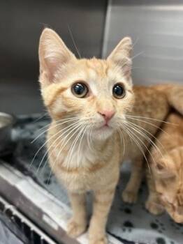 Domestic Short Hair Cats Available for Adoption - Sourdough | PetCurious