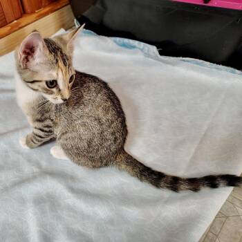 Domestic Short Hair Cats Available for Adoption in Richmond, Virginia - Operetta | PetCurious