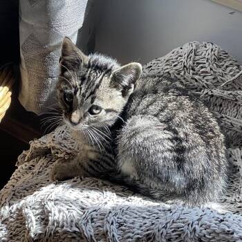 Farkle -  Domestic Short Hair Cat for Adoption in Franklin, Tennessee - Farkle | PetCurious