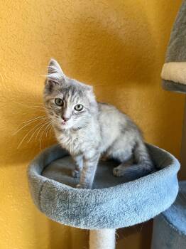 Vannie Van Gogh -  Domestic Short Hair Cat for Adoption in Pasco, Washington - Vannie Van Gogh | PetCurious
