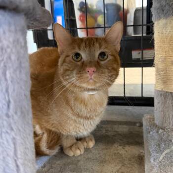 Julius -  Domestic Short Hair Cat for Adoption in Spanish Fork, Utah - Julius | PetCurious