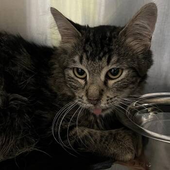 Cinnamon -  Domestic Medium Hair Cat for Adoption in Lufkin, Texas - Cinnamon | PetCurious