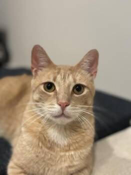 Tonnelle -  Domestic Short Hair Cat for Adoption in Oradell, New Jersey - Tonnelle | PetCurious