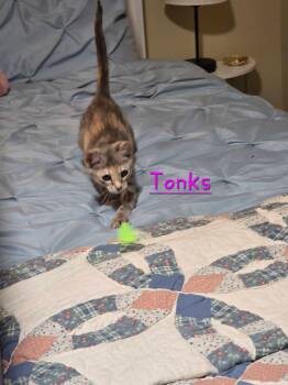 Tonks -  Dilute Calico Cat for Adoption in Shrewsbury, Massachusetts - Tonks | PetCurious