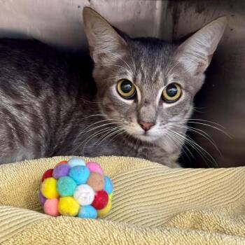 Buddy -  Domestic Short Hair Cat for Adoption in Hawthorne, California - Buddy | PetCurious