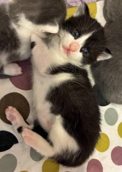 Tala -  Domestic Short Hair Cat for Adoption in Meriden, Connecticut - Tala | PetCurious