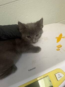 Saki -  Domestic Short Hair Cat for Adoption in Cincinnati, Ohio - Saki | PetCurious