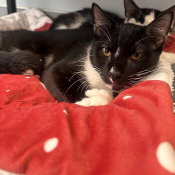 Jack -  Domestic Short Hair Cat for Adoption in Boston, Massachusetts - Jack | PetCurious