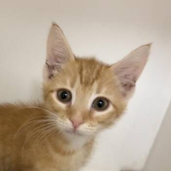 Gooseberry -  Domestic Short Hair Cat for Adoption in Cumming, Georgia - Gooseberry | PetCurious