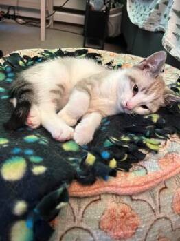 Duncan, Taco and Sugar -  Domestic Short Hair Cat for Adoption in Portland, Maine - Duncan, Taco And Sugar | PetCurious