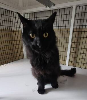 Ledger -  Domestic Medium Hair Cat for Adoption in Green River, Wyoming - Ledger | PetCurious