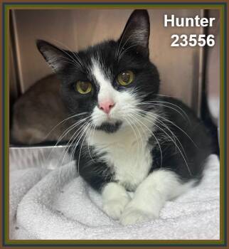 HUNTER (see also MELA) -  Domestic Short Hair Cat for Adoption in Marietta, Georgia - HUNTER (see Also MELA) | PetCurious