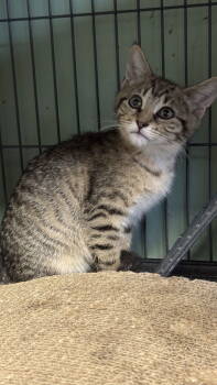 Rescue Domestic Short Hair Cats for Adoption in Broomall, Pennsylvania - Baxter | PetCurious