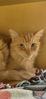 Rescue Domestic Medium Hair Cats for Adoption in Scottsdale, Arizona - Scarlet | PetCurious