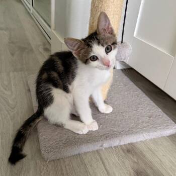 Garlic -  Domestic Short Hair Cat for Adoption in Grantsville, Utah - Garlic | PetCurious