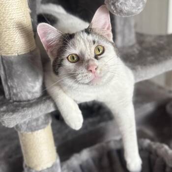 Wells -  Domestic Short Hair Cat for Adoption in Goshen, Indiana - Wells | PetCurious