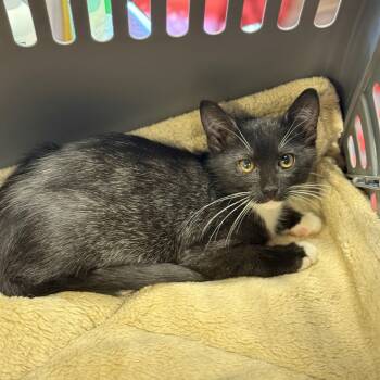 Rescue Domestic Medium Hair Cats for Adoption in Port Richey, Florida - Stardust | PetCurious