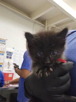 A882612 -  Domestic Medium Hair Cat for Adoption in Camarillo, California - A882612 | PetCurious