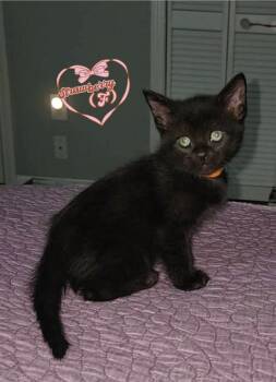 Domestic Short Hair Cats Available for Adoption - Kittens!! | PetCurious